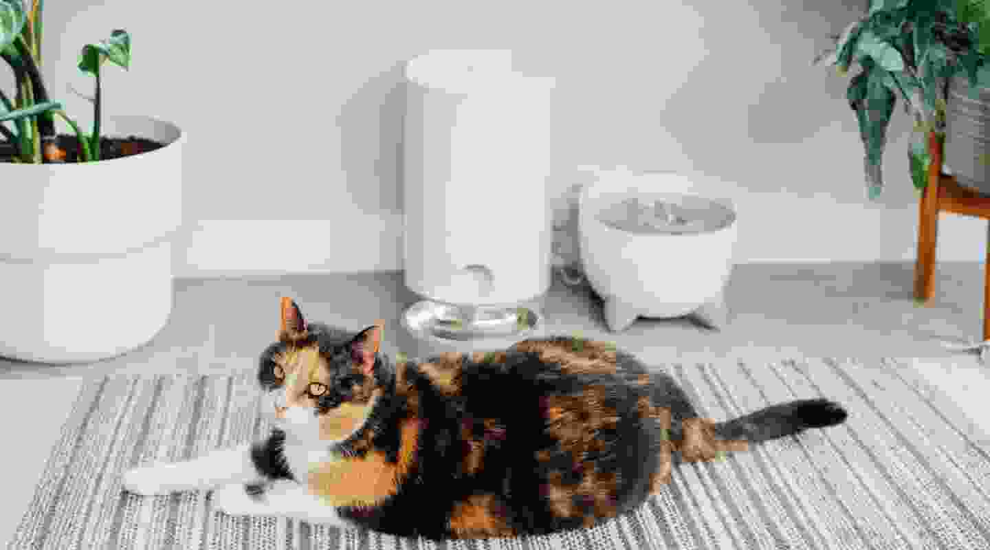Ways To Identify What Your Cat Is Trying To Tell You