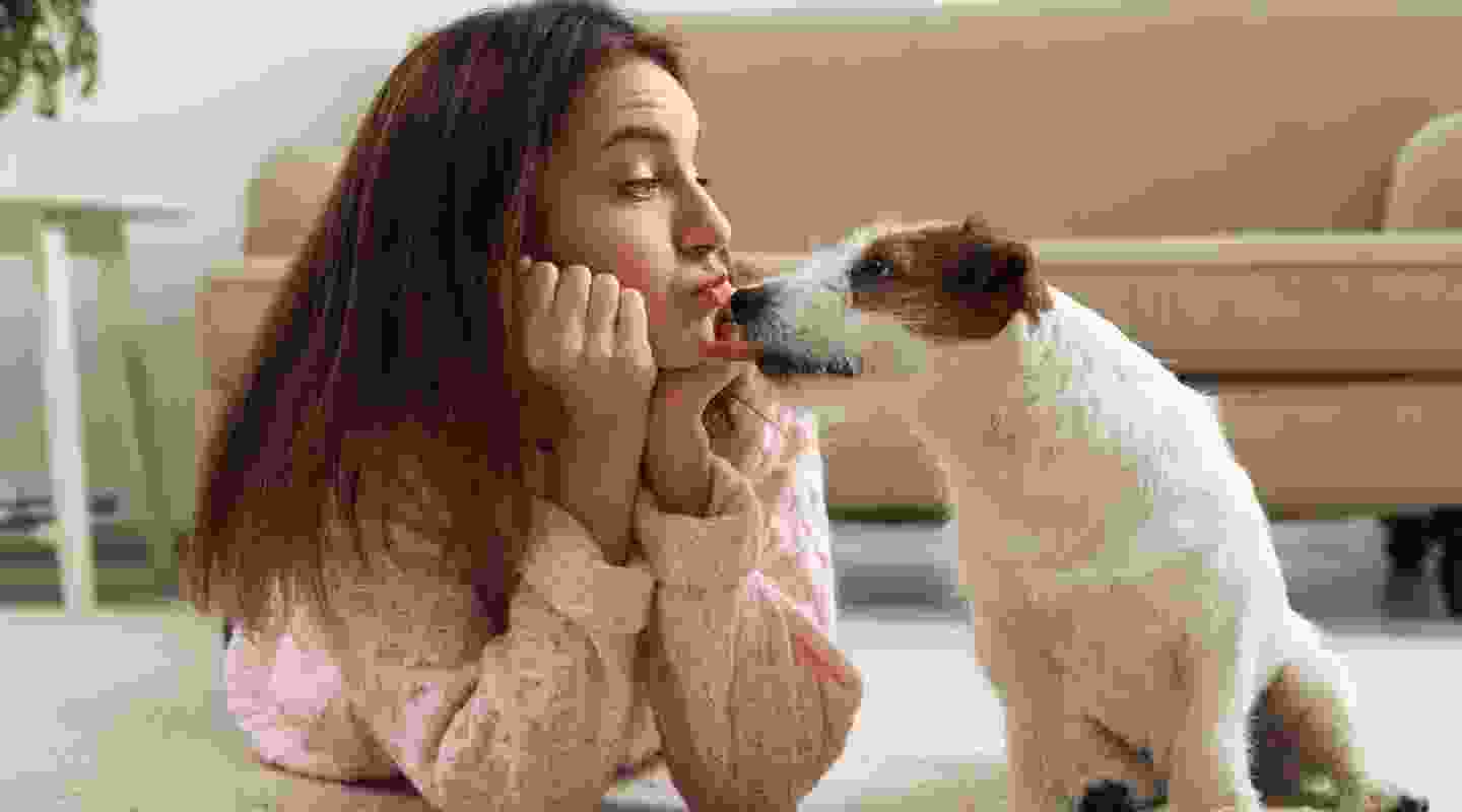 Best Medicine For Your Pamper Pet’s Ticks
