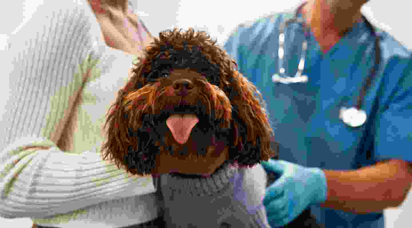The Benefits Of Regular Checkup For Your Dog