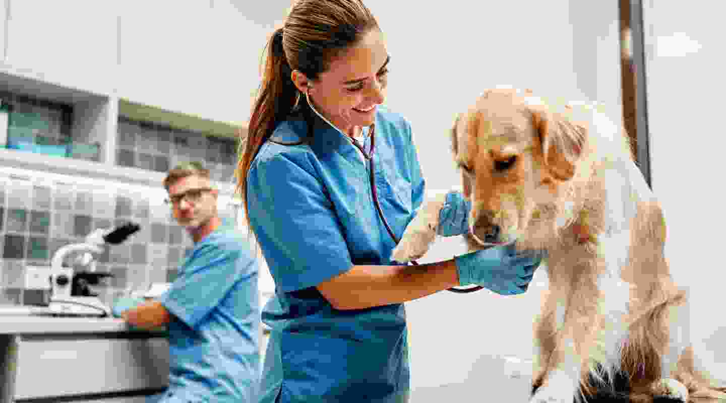 Treating Your Dog: The Best Techniques For Success