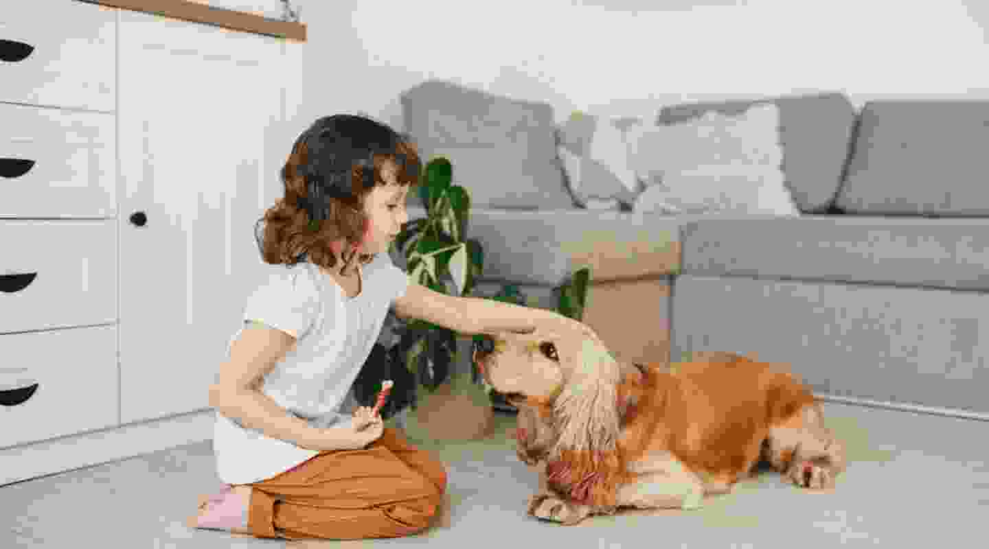 Creating A Stimulating Environment For Indoor Pets